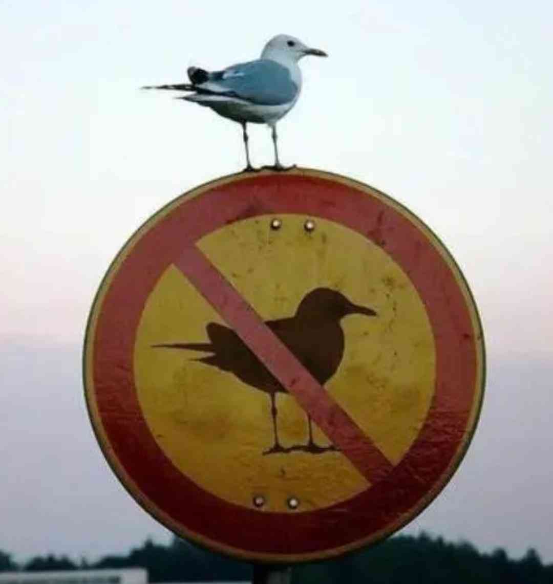 索尼w610怎么样 喂过一次大连海鸥，人类就要为自己的弱小羞愧