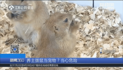 土拨鼠怎么样 一见就想尖叫的土拨鼠，养只当宠物？疾控专家：小心，有危险
