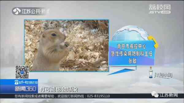 土拨鼠怎么样 一见就想尖叫的土拨鼠，养只当宠物？疾控专家：小心，有危险