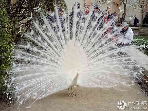 成熟的同时需要进化：OPPO R9使用评测